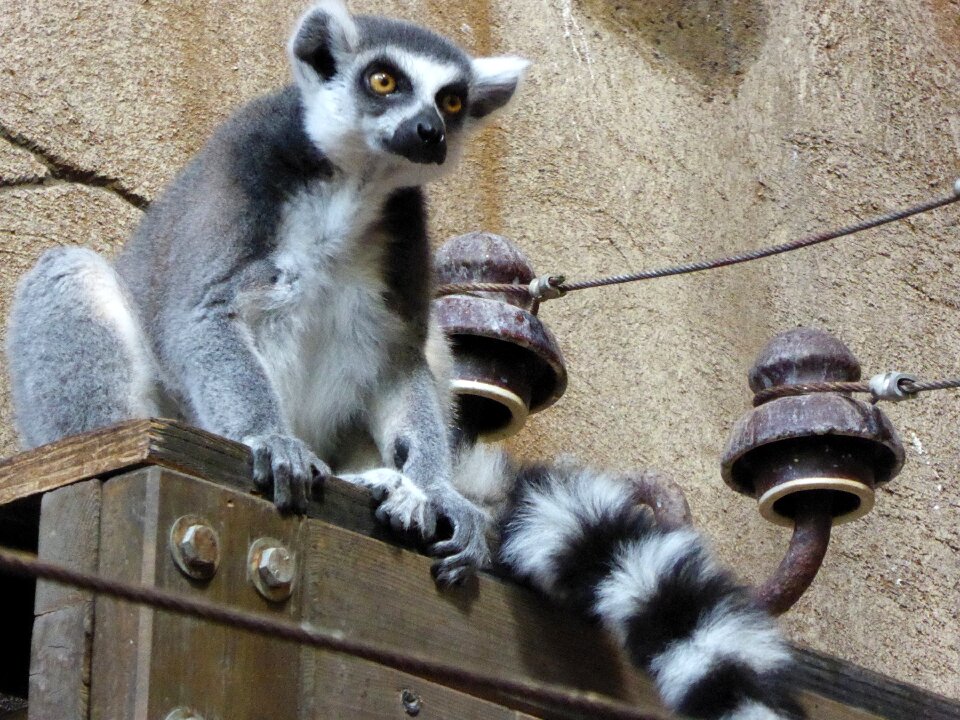 White madagascar zoo