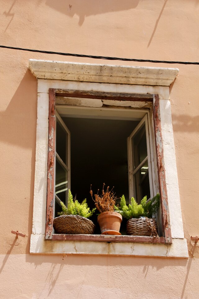 Plant old idyll
