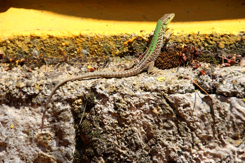 Green reptile rock