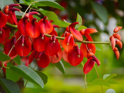 Red arboretum wood