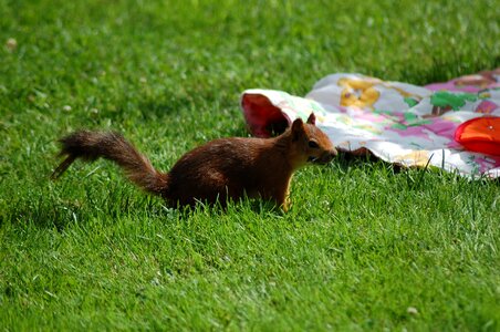 Food thief brown summer
