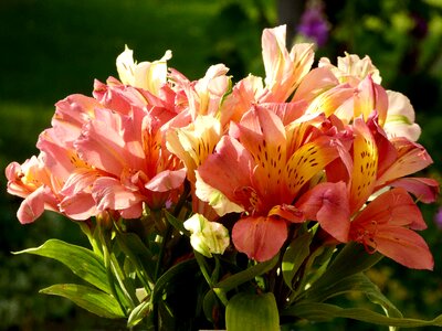Close up flowers garden greenhouse