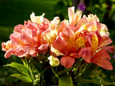 Close up flowers garden greenhouse photo