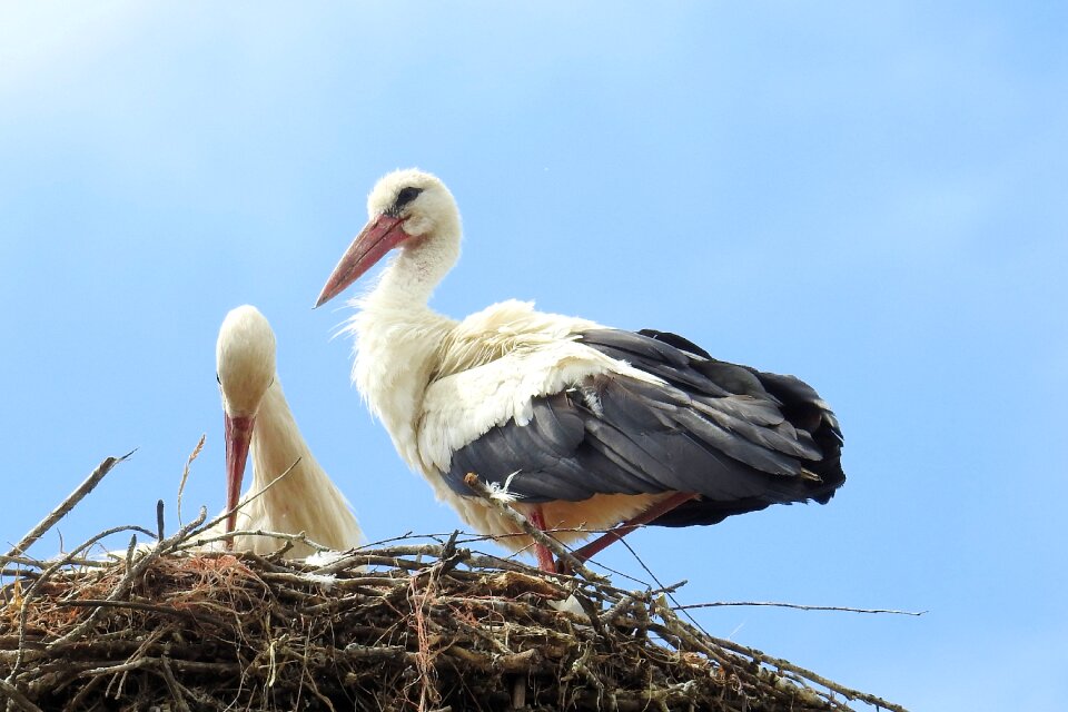 Storchennest storks feather
