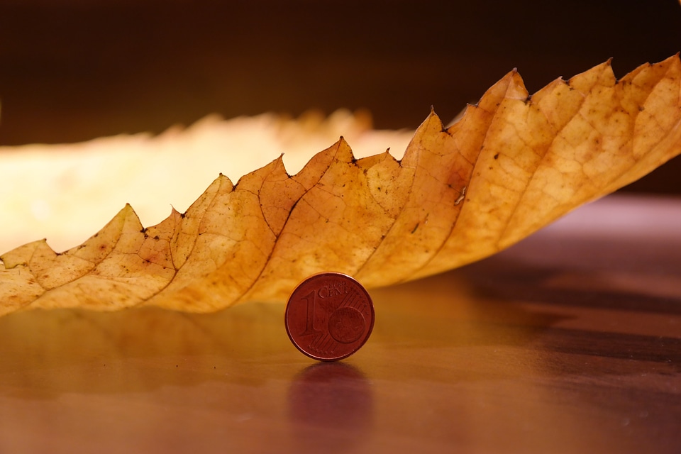 Close up elm leaves size comparison