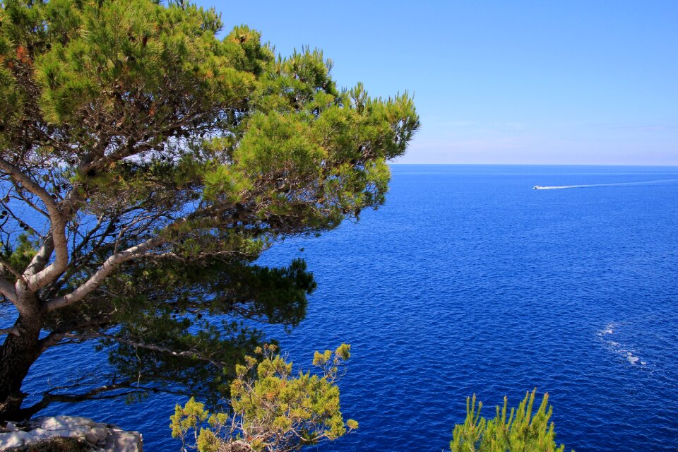 Vegetation blue sea water