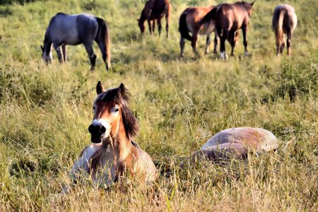 Pasture sleep graze