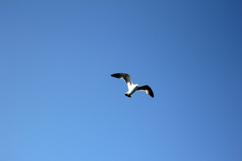 In flight flight flying
