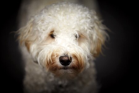 Face dog pet