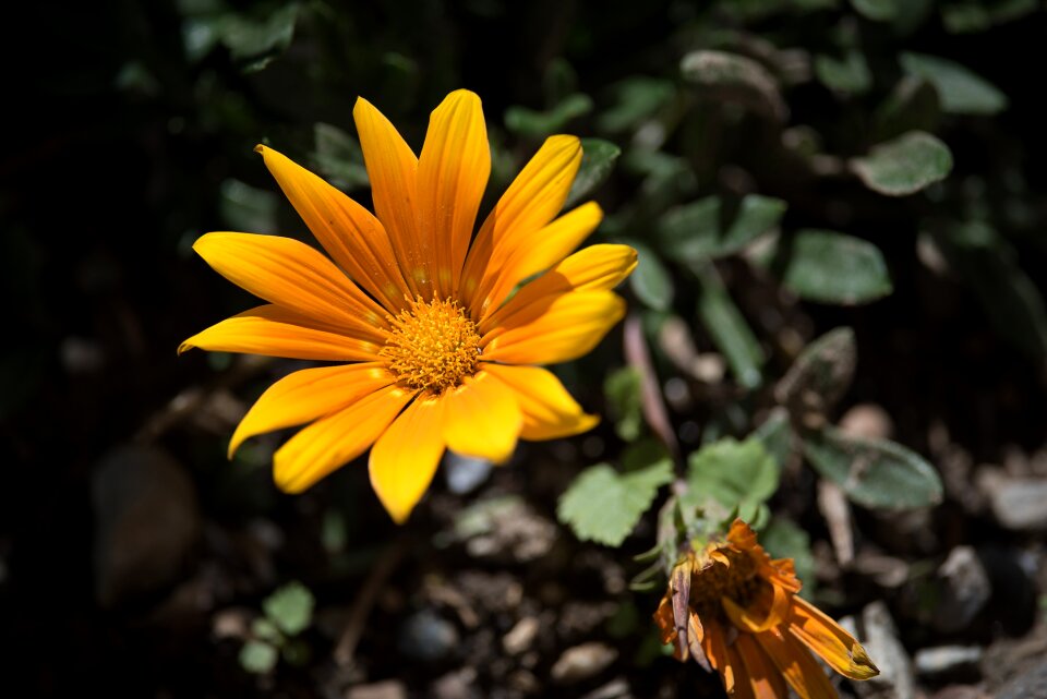 Annual garden nature