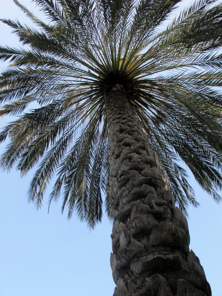 Tree palm tree