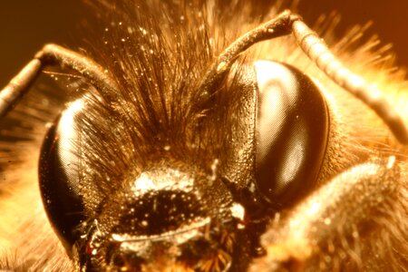 Insect close up head photo
