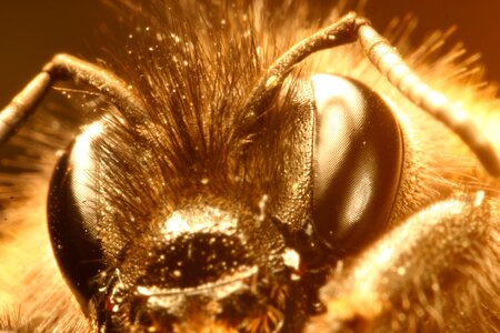 Insect close up head