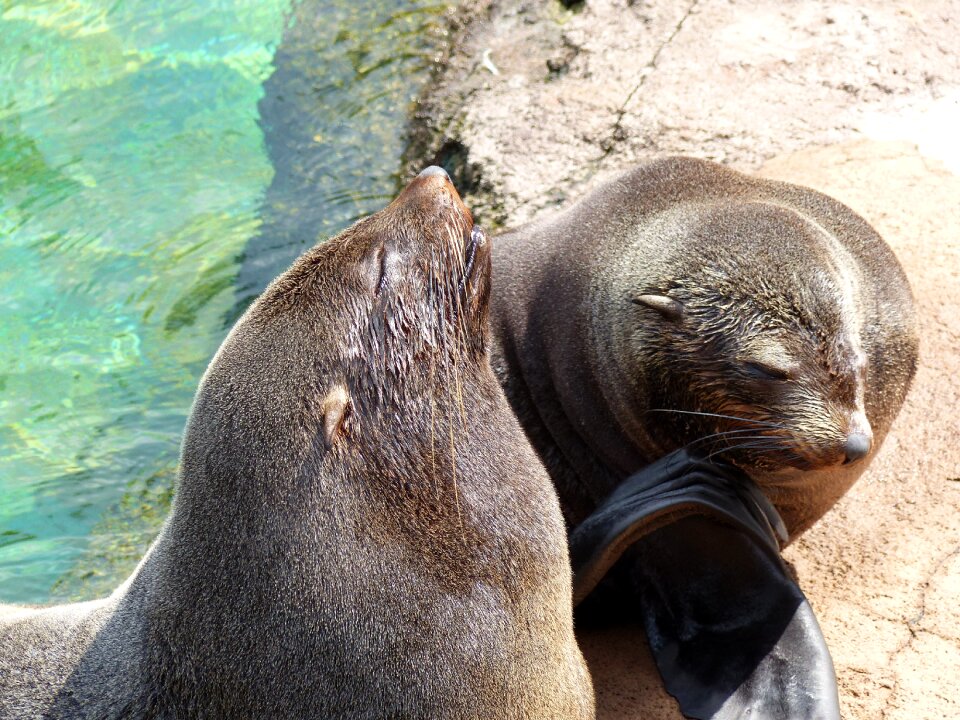 Sea lions animals marine mammals