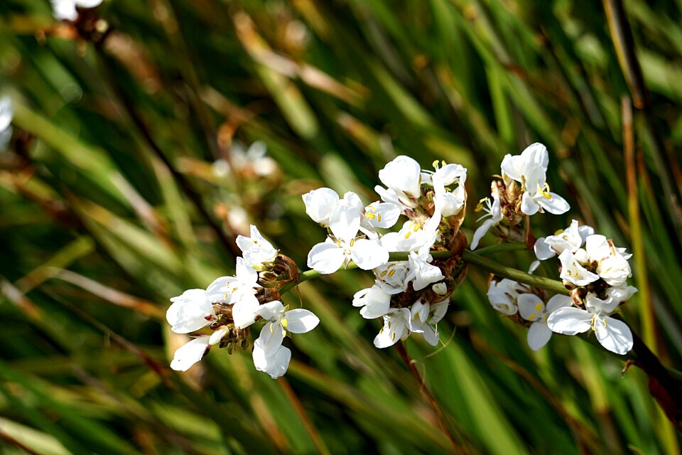 Nature plant botany