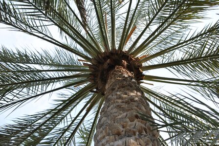 Trunk plant tropics