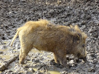 Animal world wildlife park pig