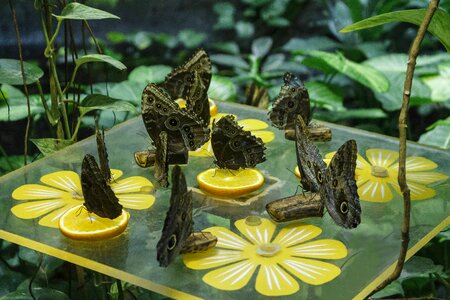 Nature tropical insects tropical plants