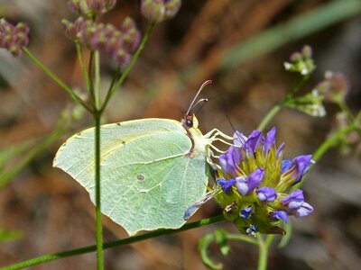 Yellow butterfly detail wild flower photo