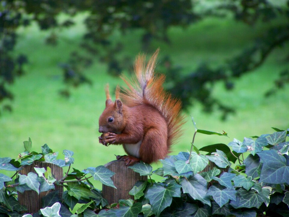 Animals nature squirrel