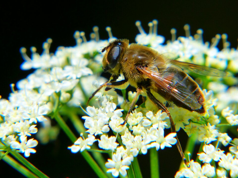Blossom bloom pollination