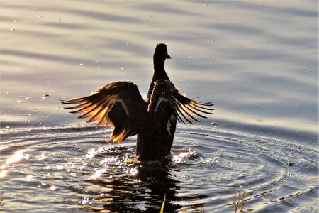 Evening bird wild