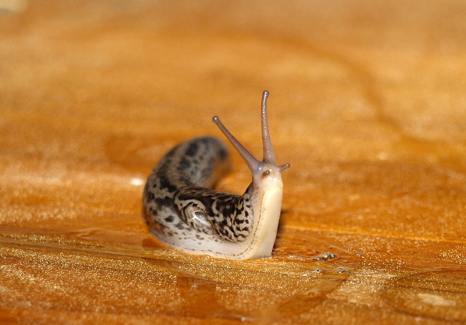 Slowly slug tigerschnegel
