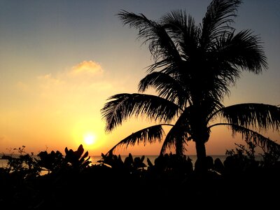 Sea okinawa palm trees photo