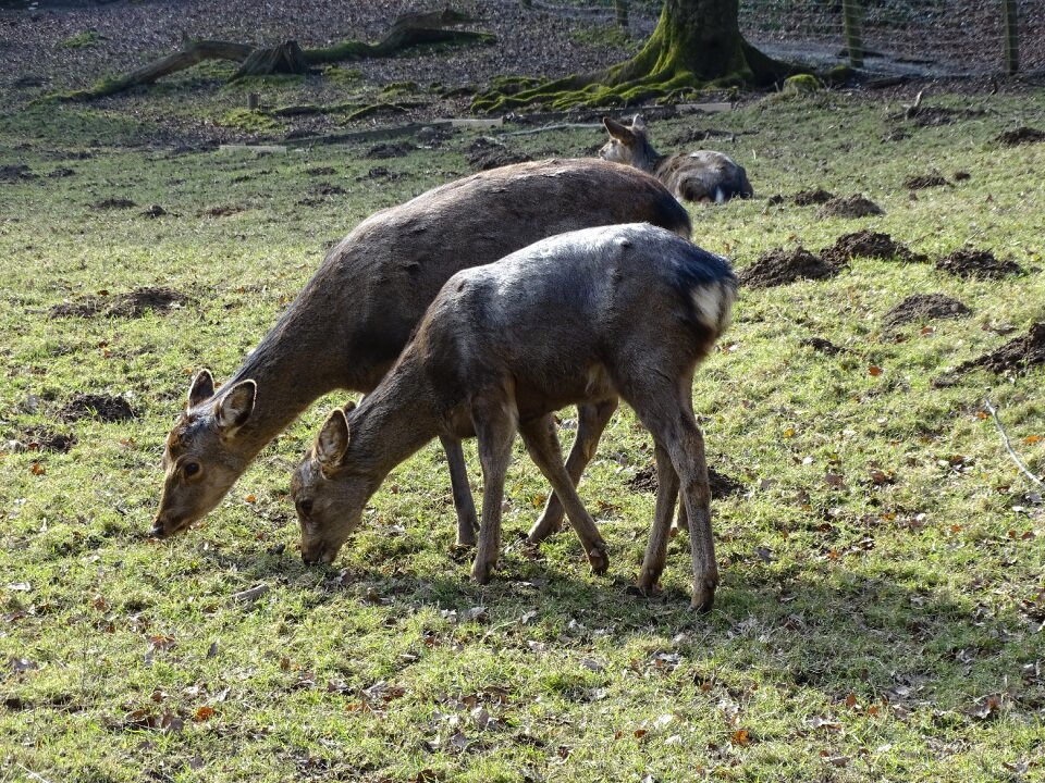 Mammal young nature