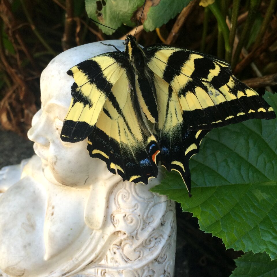 Buddhism relaxation wings