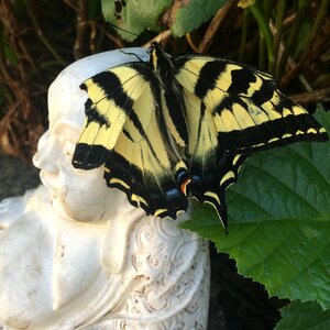 Buddhism relaxation wings photo