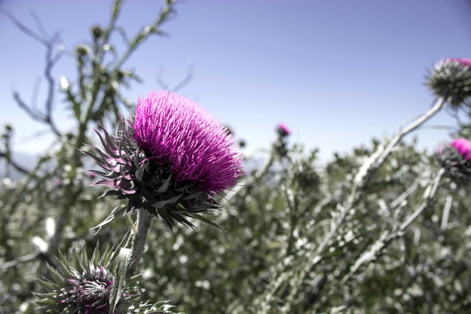 Nature natural bloom