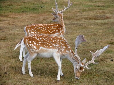 Wildlife stag england