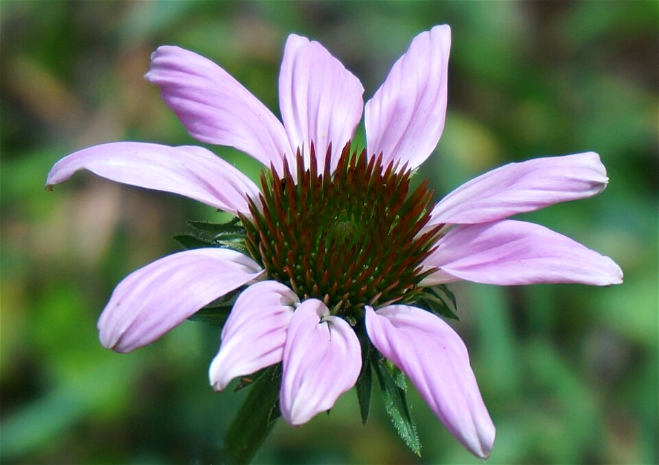 Blossom bloom plant