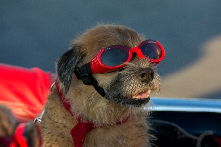 Pet vacation funny