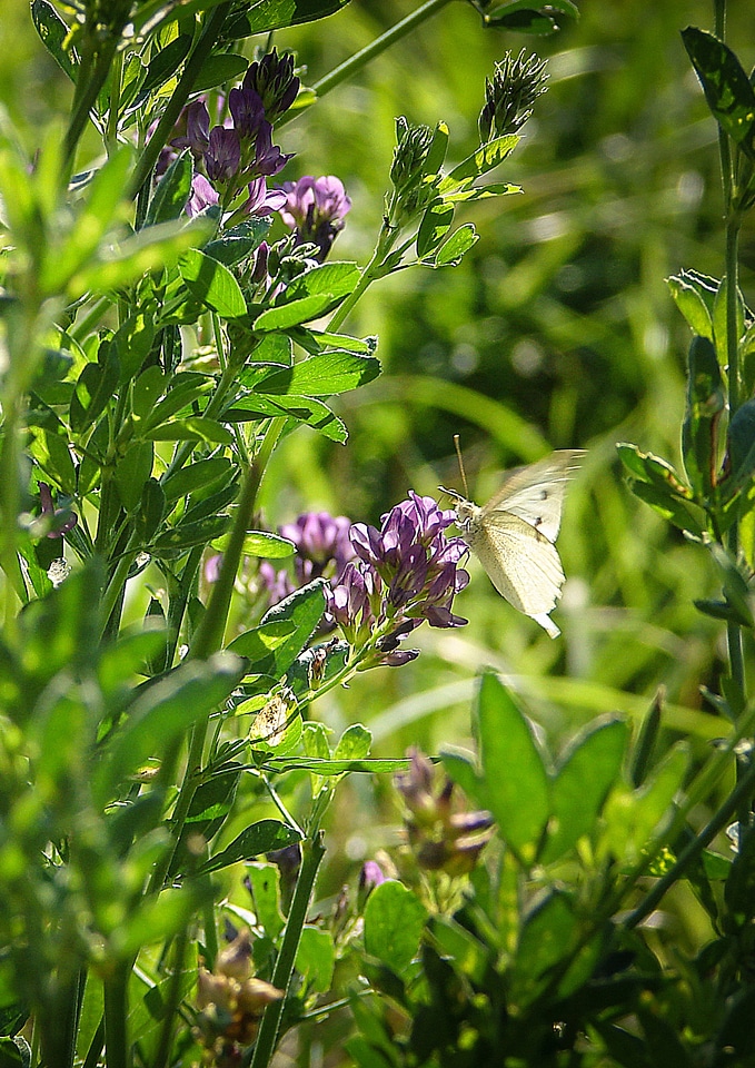Butterfly nature grass photo