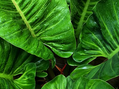 Green leaf green leaves nature photo