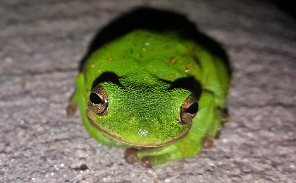 Croak croaking amphibian
