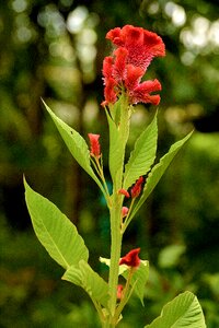 Red garden plants