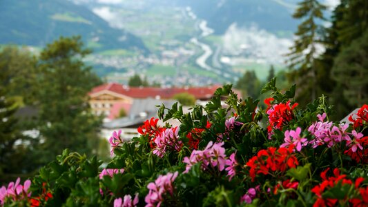 Nature landscape flowers
