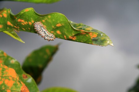 Nature leaf armyworm