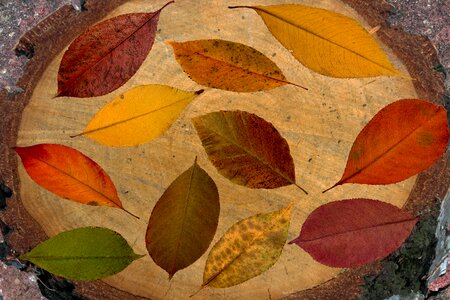 Tree leaf fall leaves dry photo