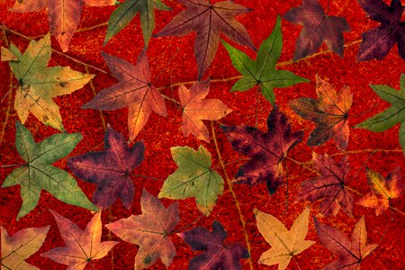 Tree leaf fall leaves dry