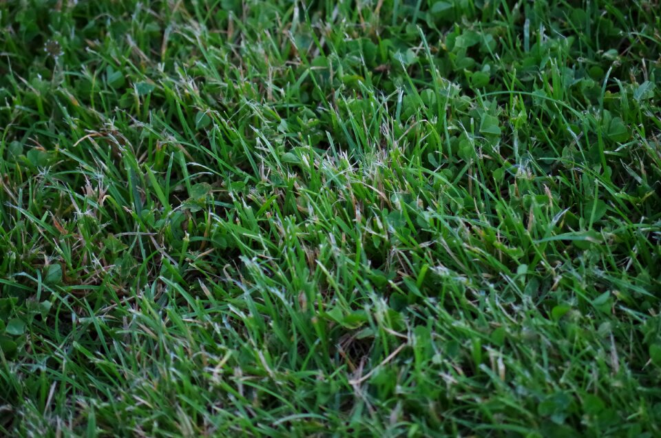 Mow grass football