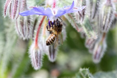 Bee honey flower photo