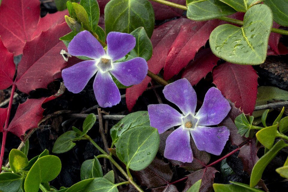 Bloom spring vinca minor