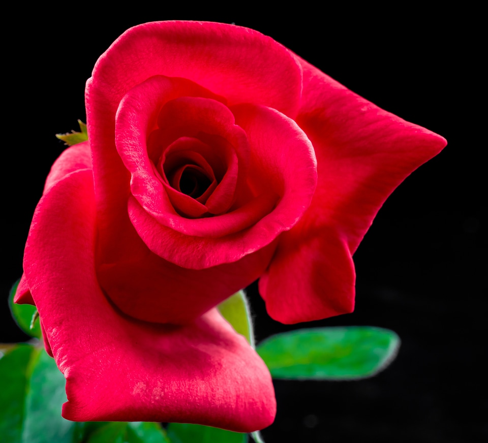 Flower blossom bloom