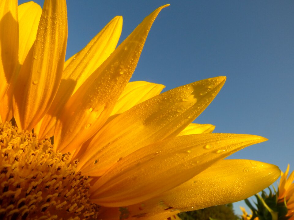 Petals flower kansas