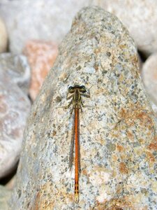 Stones flying insect orange dragonfly photo