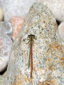Stones flying insect orange dragonfly